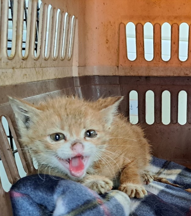 울산유기동물보호센터_431369202300121