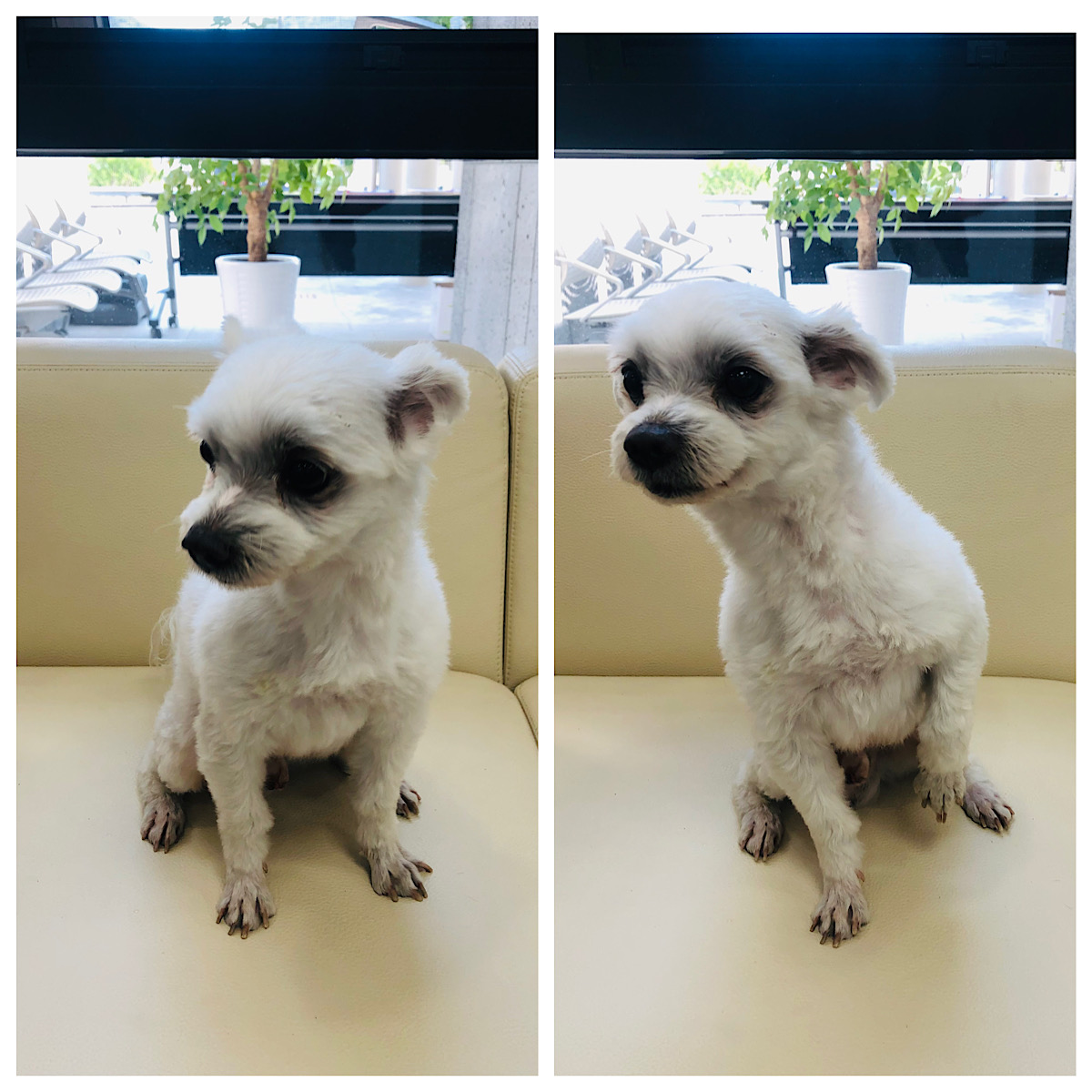 경주동물사랑보호센터_447505202300306