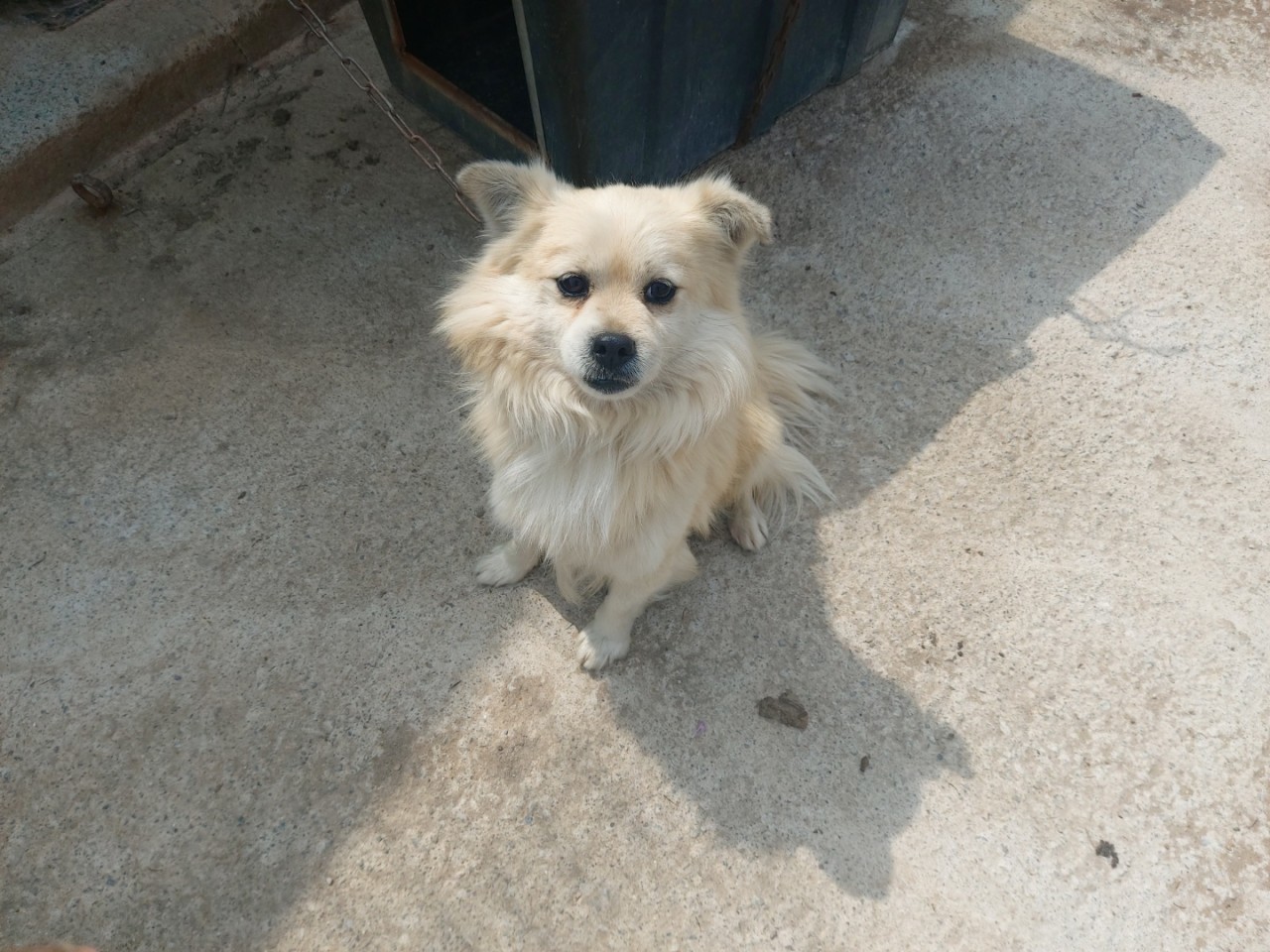 산청동물보호센터_448545202300041