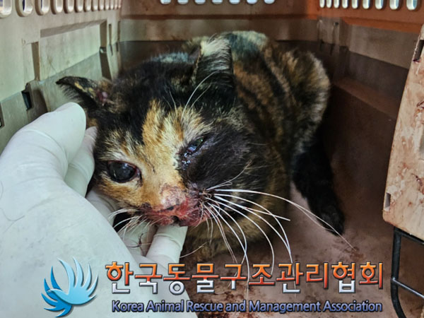 한국동물구조관리협회_441382202300195