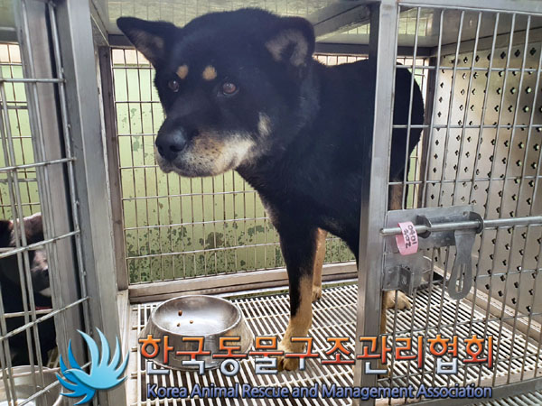 한국동물구조관리협회_441560202300303