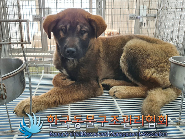 한국동물구조관리협회_441560202300302