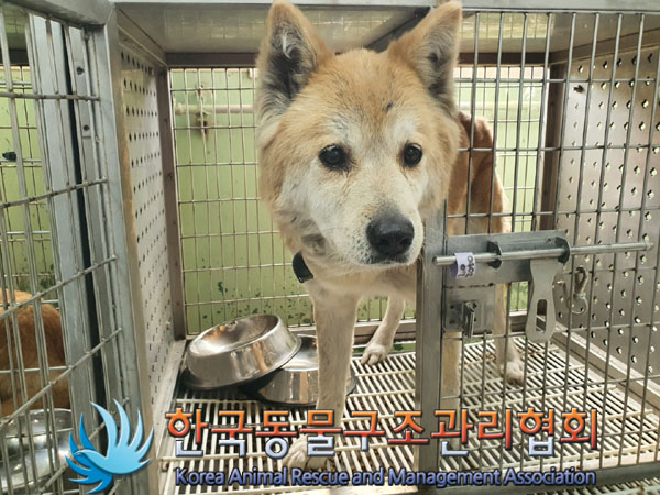 한국동물구조관리협회_411304202300208