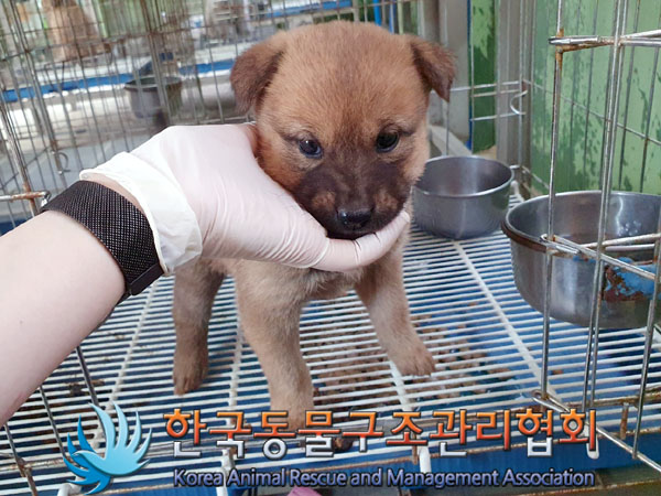 한국동물구조관리협회_441414202300205