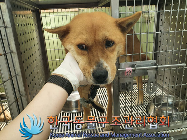 한국동물구조관리협회_441560202300304