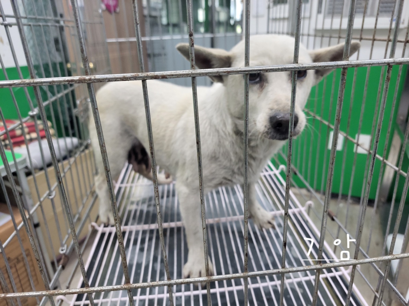 고양시동물보호센터_441394202300555