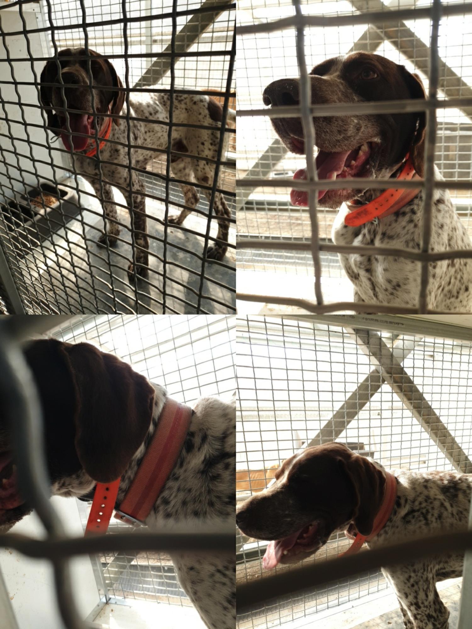 남양동물보호센터_441553202300842