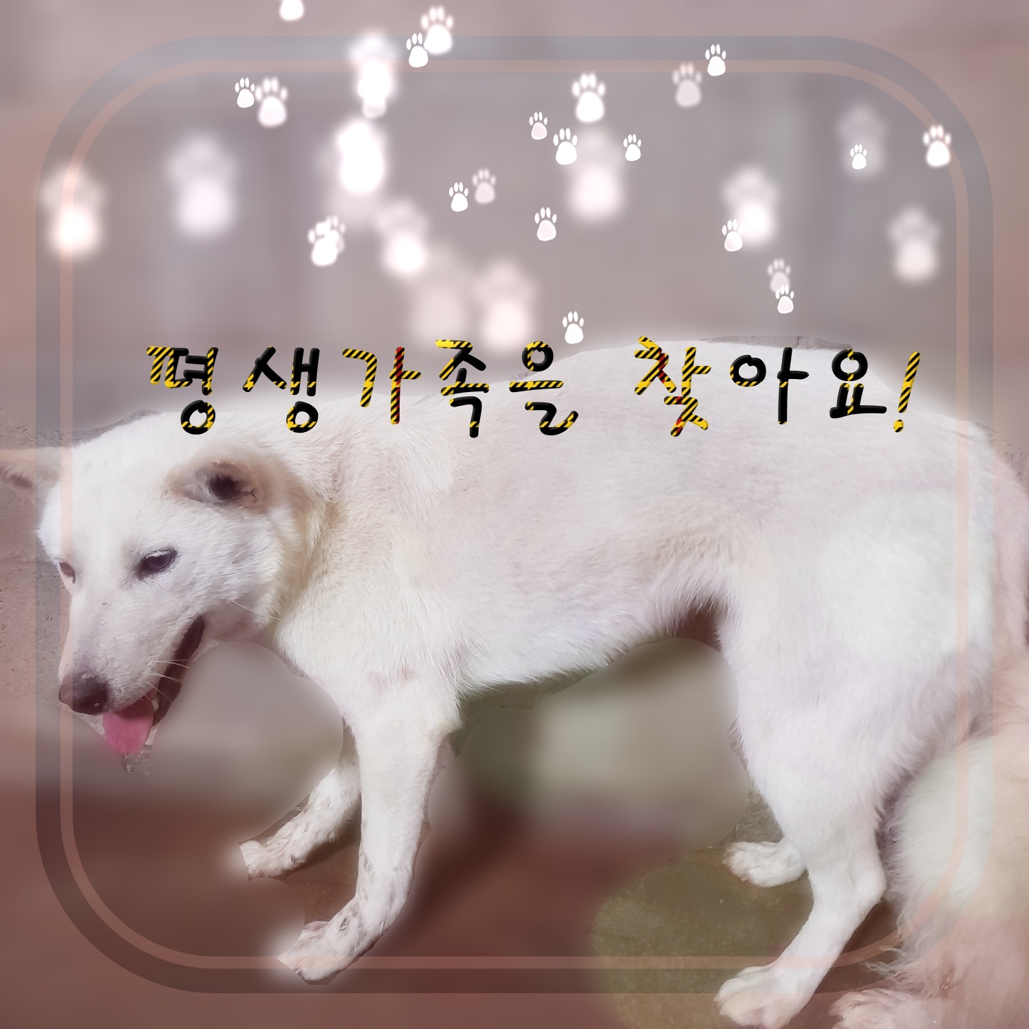 군산유기동물보호센터_445467202300504