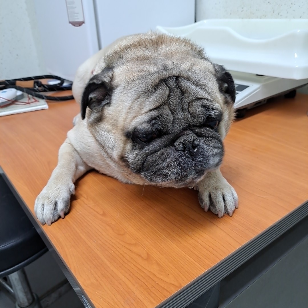 수원시 동물보호센터_441374202300232