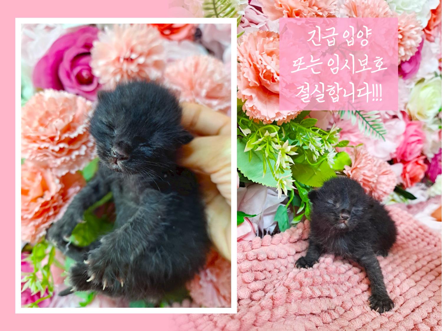 (사)영일동물플러스_447502202300239