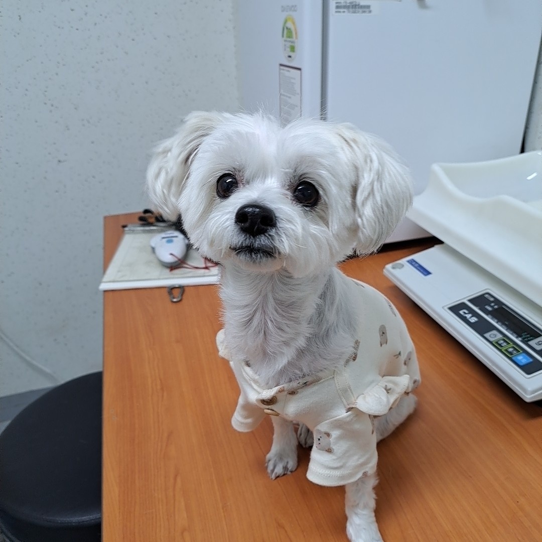 수원시 동물보호센터_441374202300231