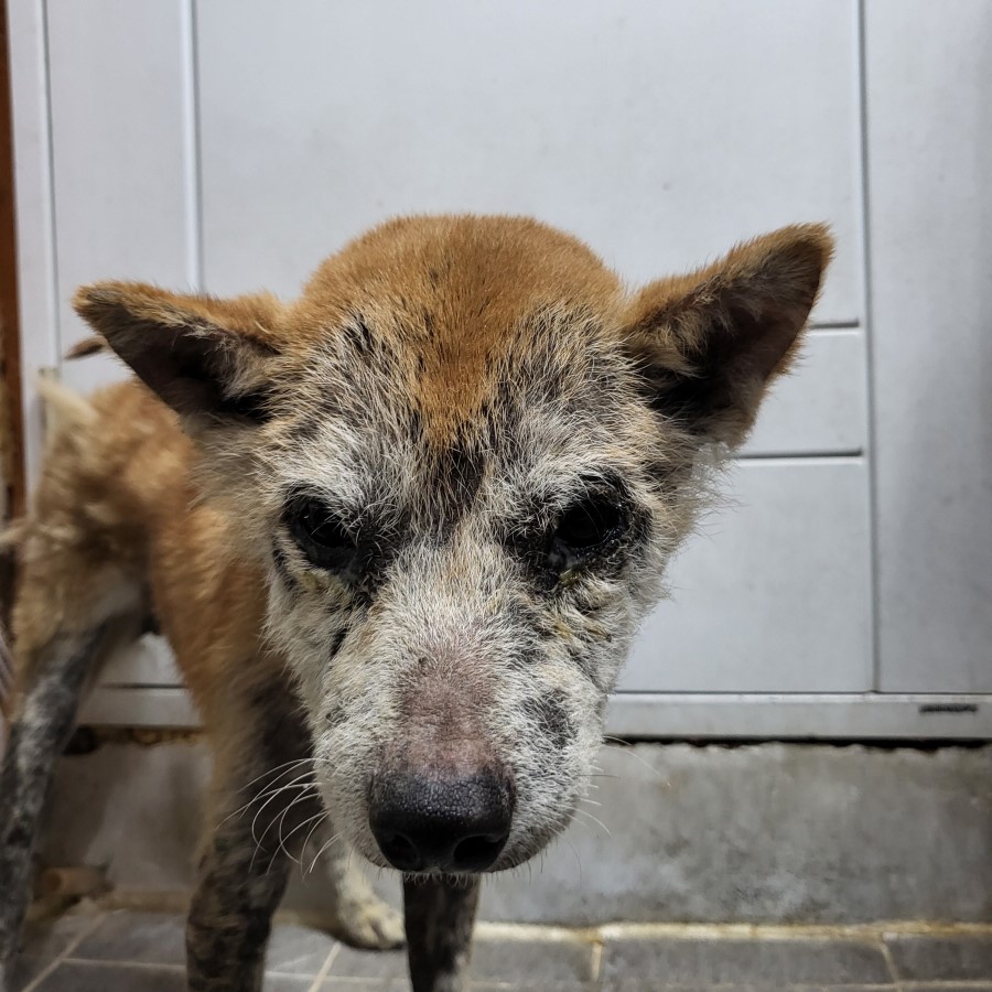 이성준동물병원_441408202300264