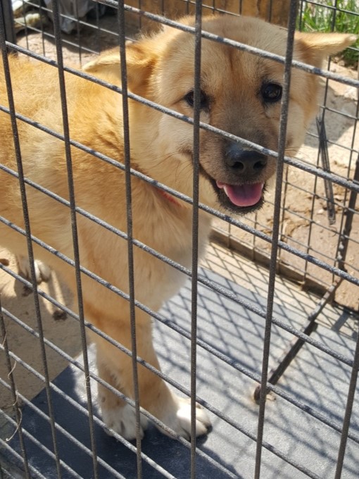 밀양시동물보호센터_448536202300669