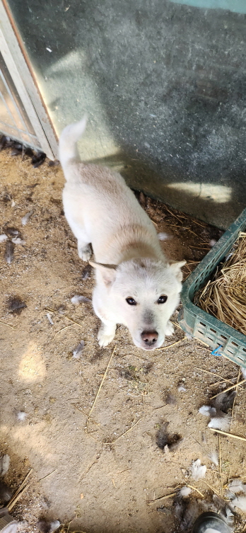 익산유기동물보호소_445468202300585