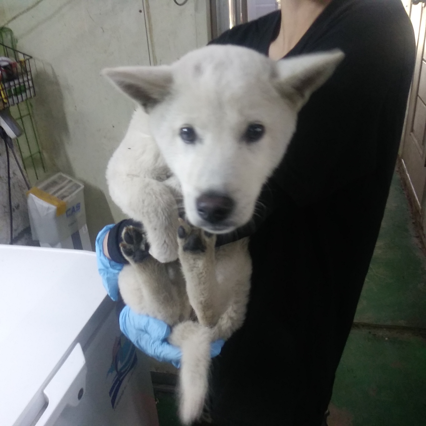 종료(반환) 진도견…