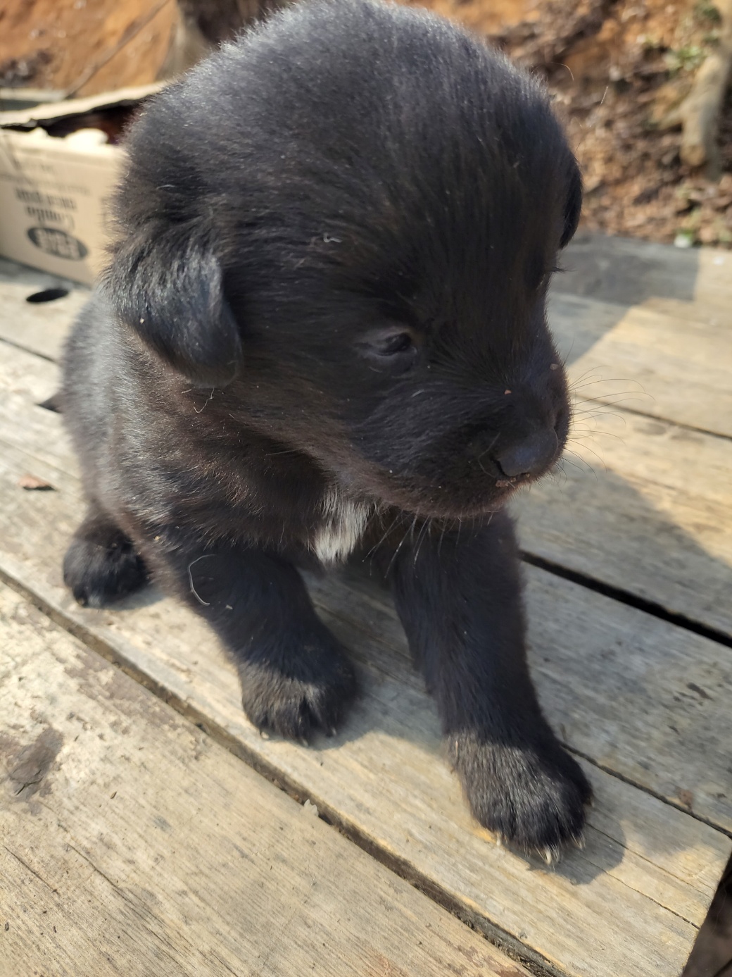 금일동물보호센터_444460202300270