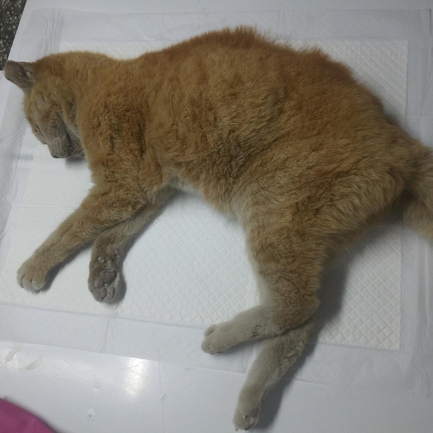 종료(자연사) 한국…