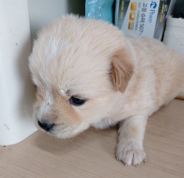 보령시유기동물보호소_444451202300312