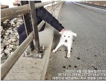 대전동물보호센터_430366202300151