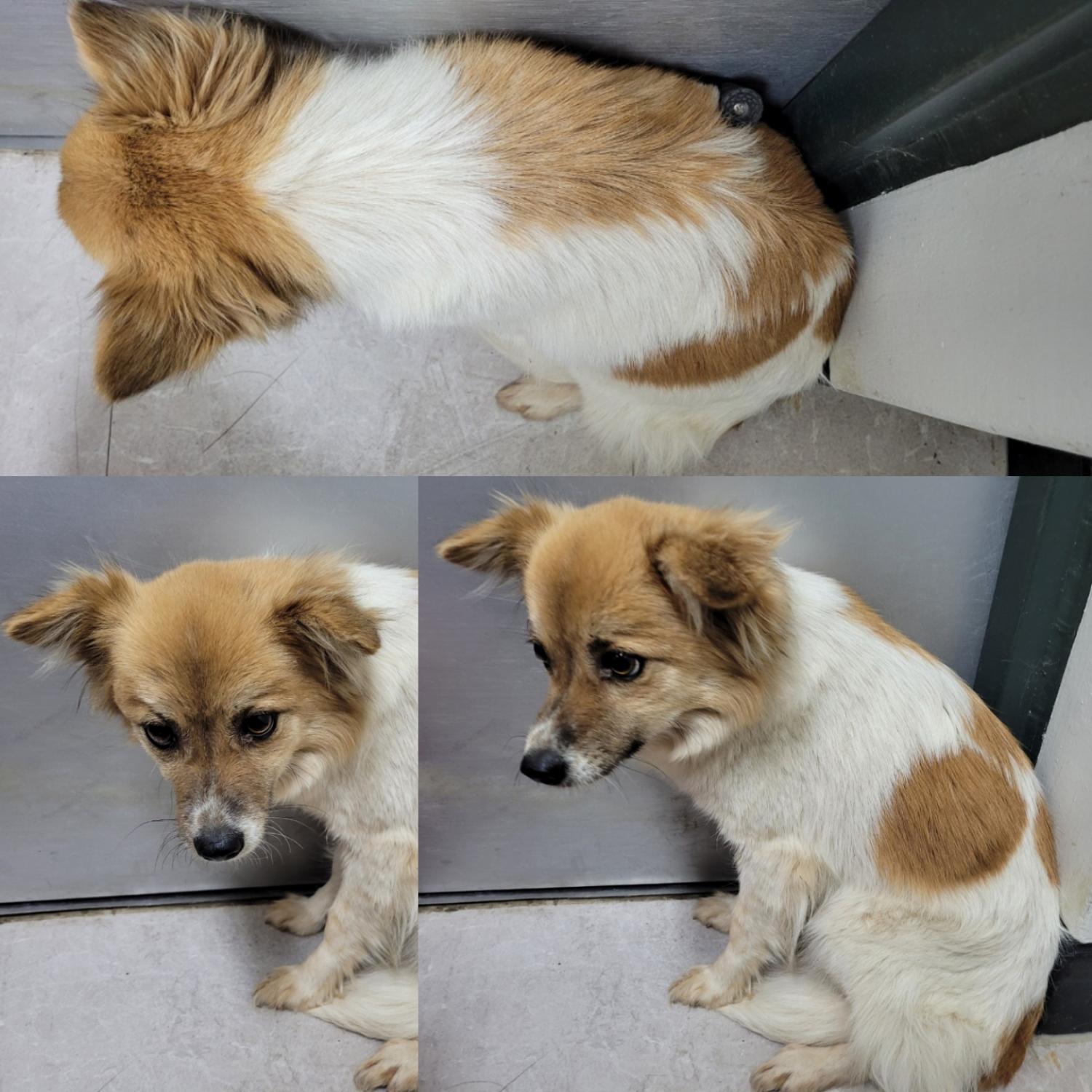 논산시 동물보호센터_444454202300119