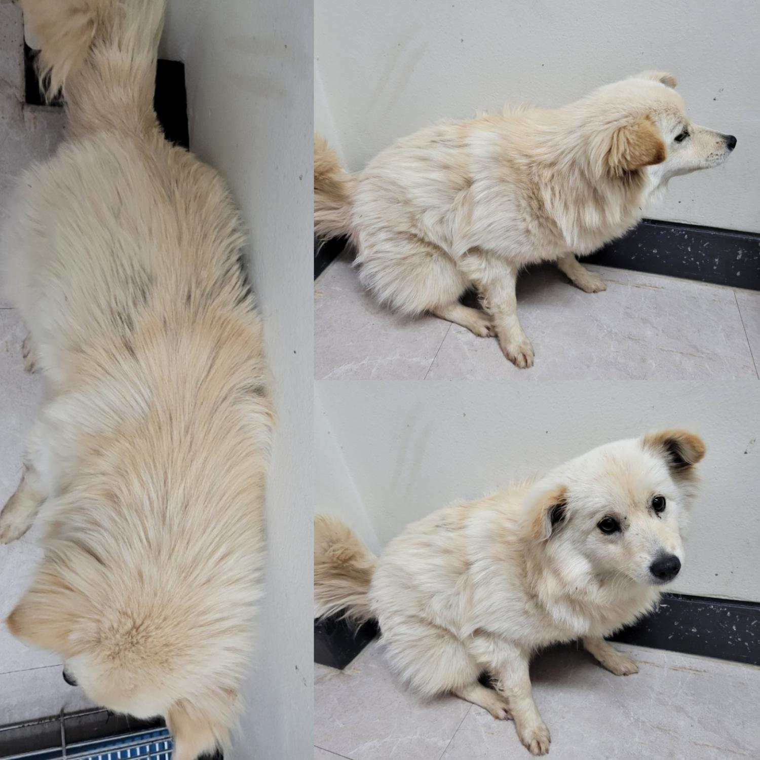 논산시 동물보호센터_444454202300118