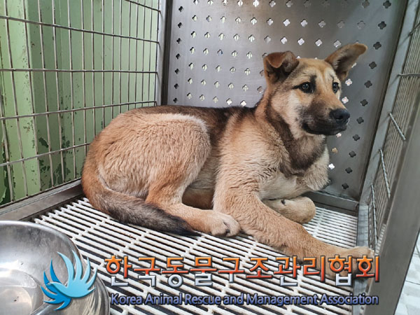 한국동물구조관리협회_441559202300134