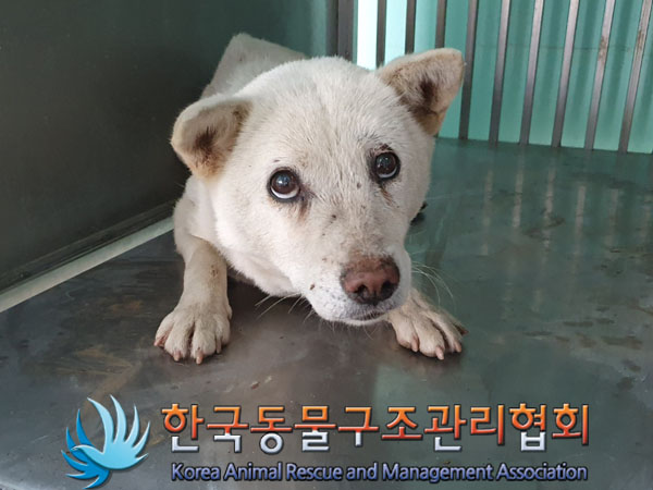 한국동물구조관리협회_441414202300207