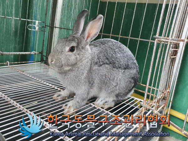 한국동물구조관리협회_411305202300106