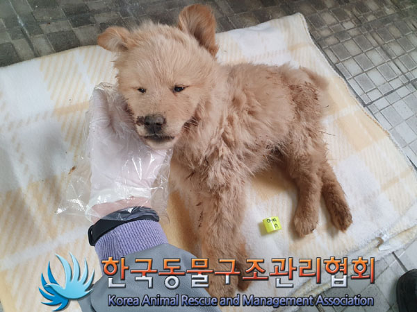 한국동물구조관리협회_441414202300208