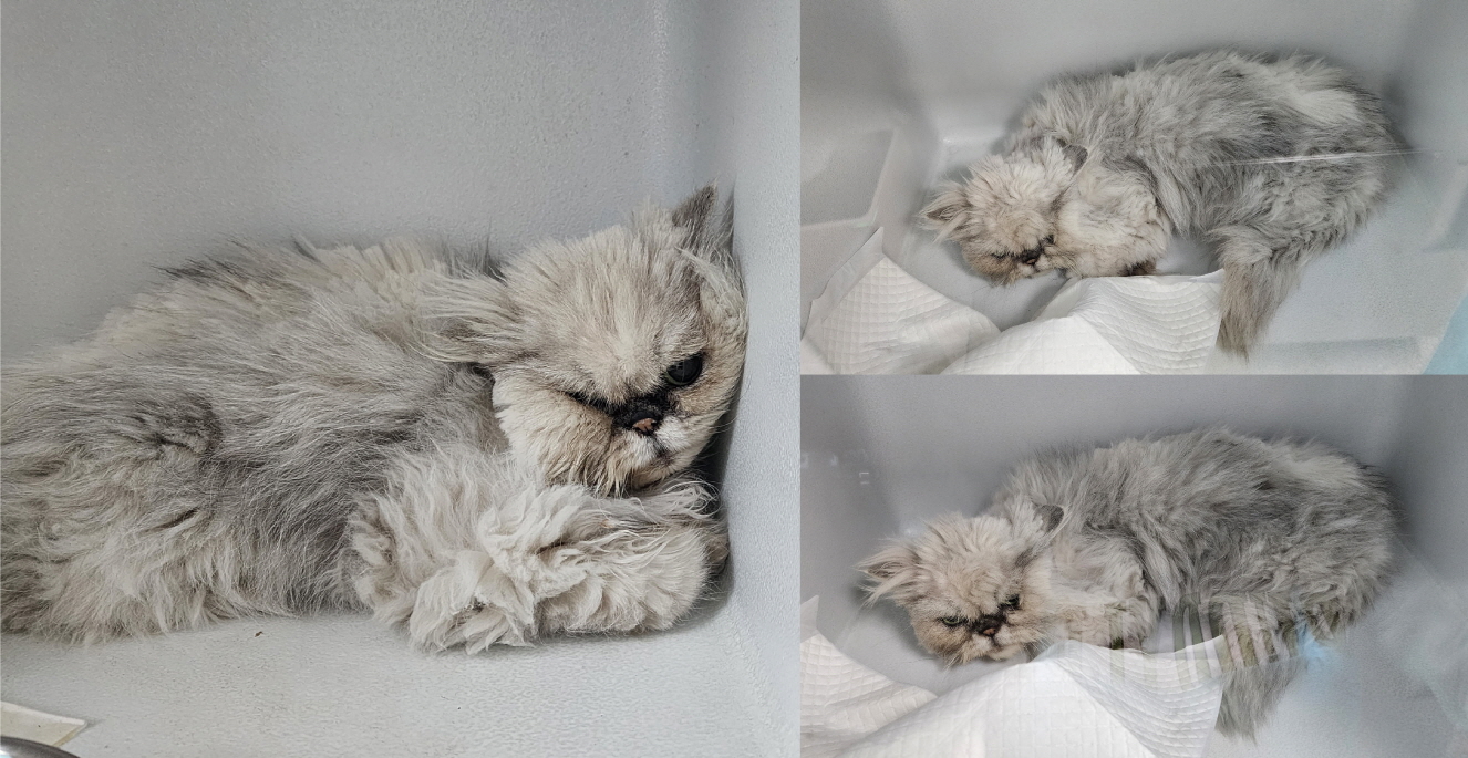 서산시 동물보호센터_444453202300251