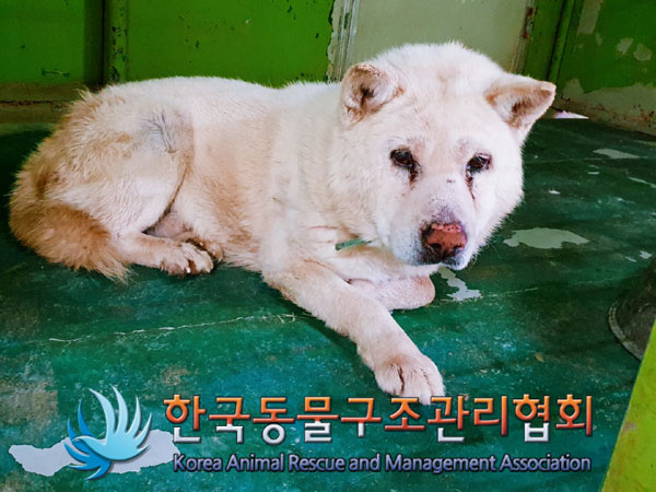 한국동물구조관리협회_441409202300472
