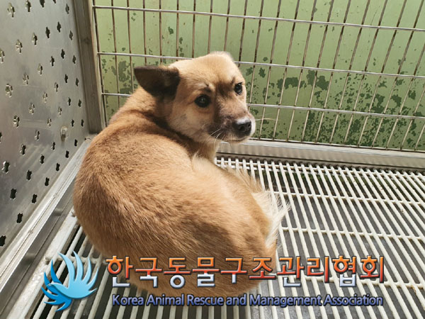 한국동물구조관리협회_411303202300108