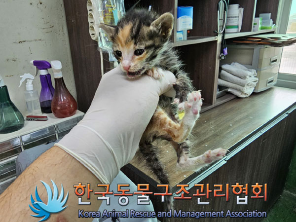 한국동물구조관리협회_411323202300156