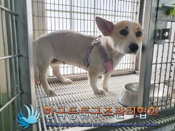 한국동물구조관리협회_441559202300133