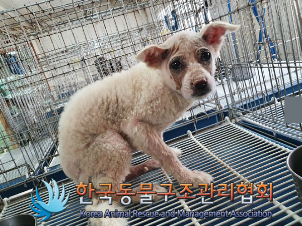 한국동물구조관리협회_441409202300469