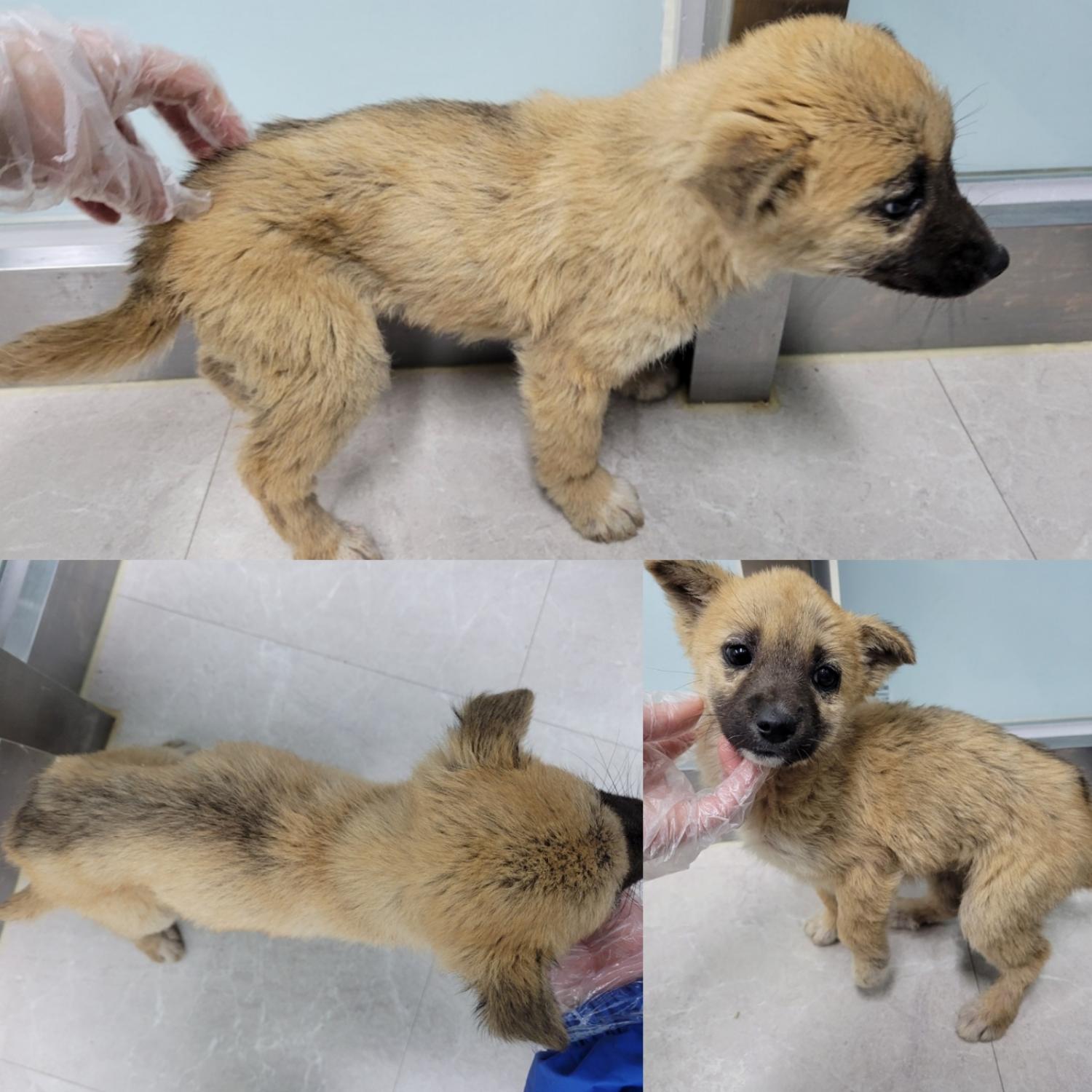 논산시 동물보호센터_444454202300120