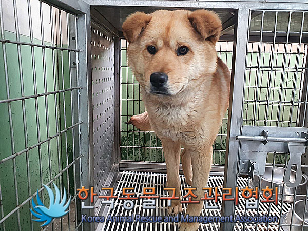 한국동물구조관리협회_441406202300387