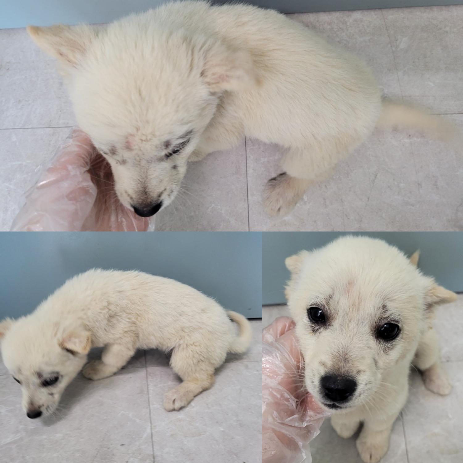 논산시 동물보호센터_444454202300121