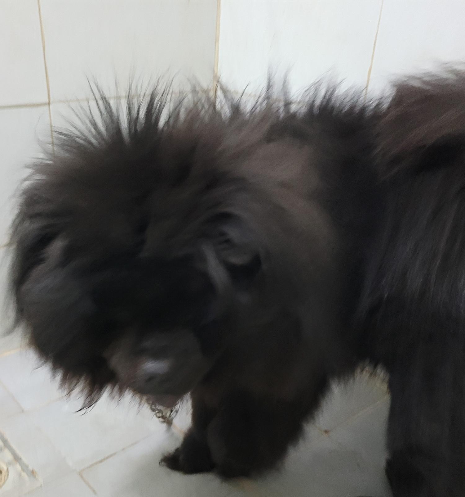 대구유기동물보호센터_427342202300194