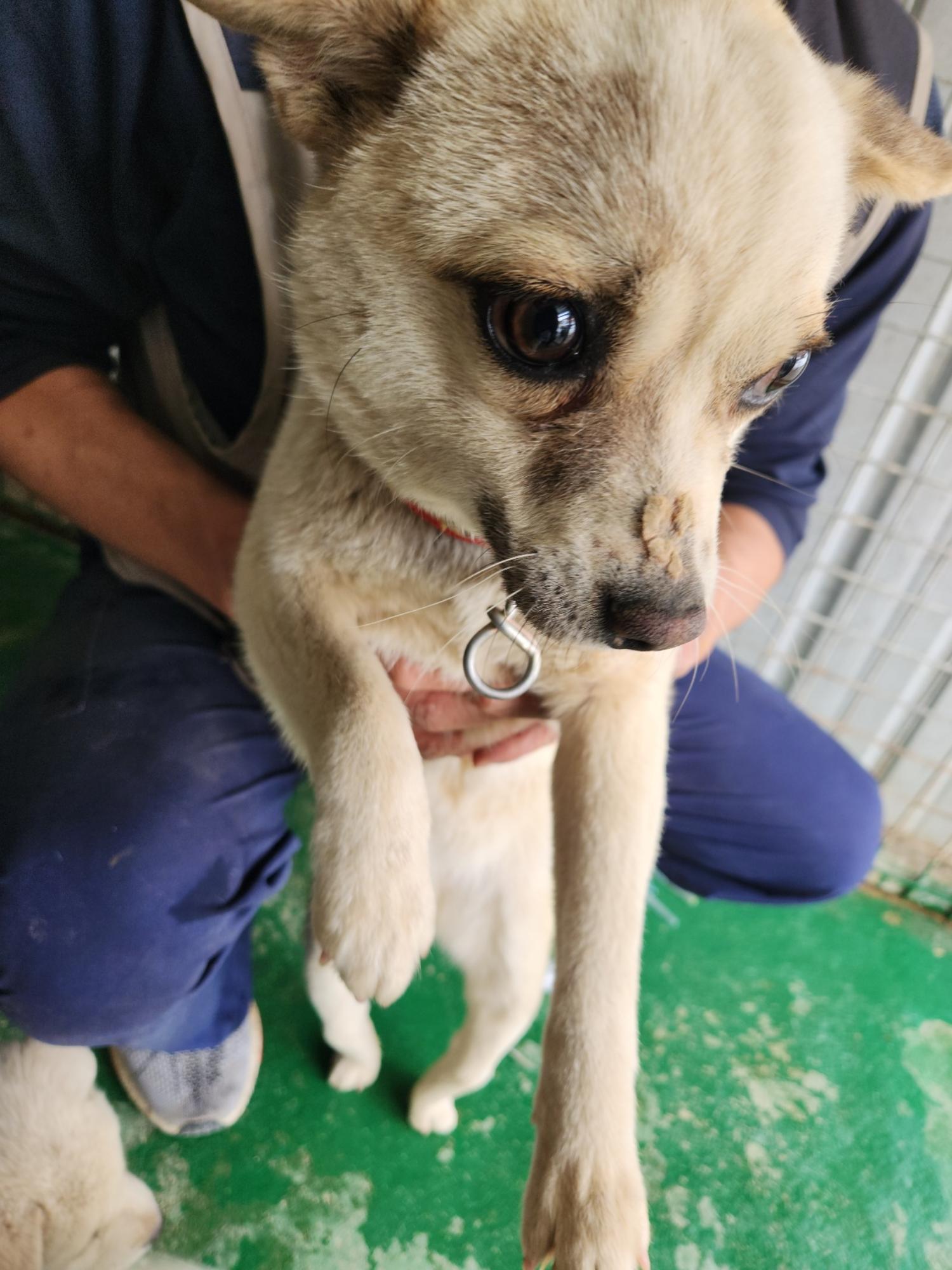 예천군유기동물보호소_447523202300321