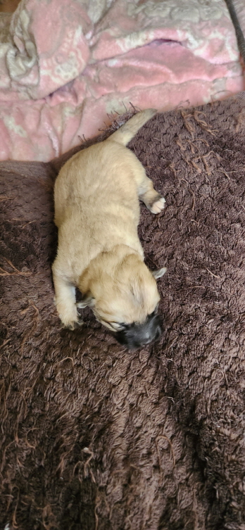익산유기동물보호소_445468202300590