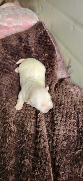 익산유기동물보호소_445468202300595