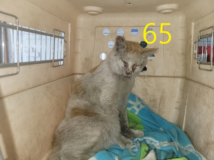신영재동물병원_428355202300102