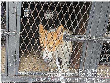 대전동물보호센터_430366202300153