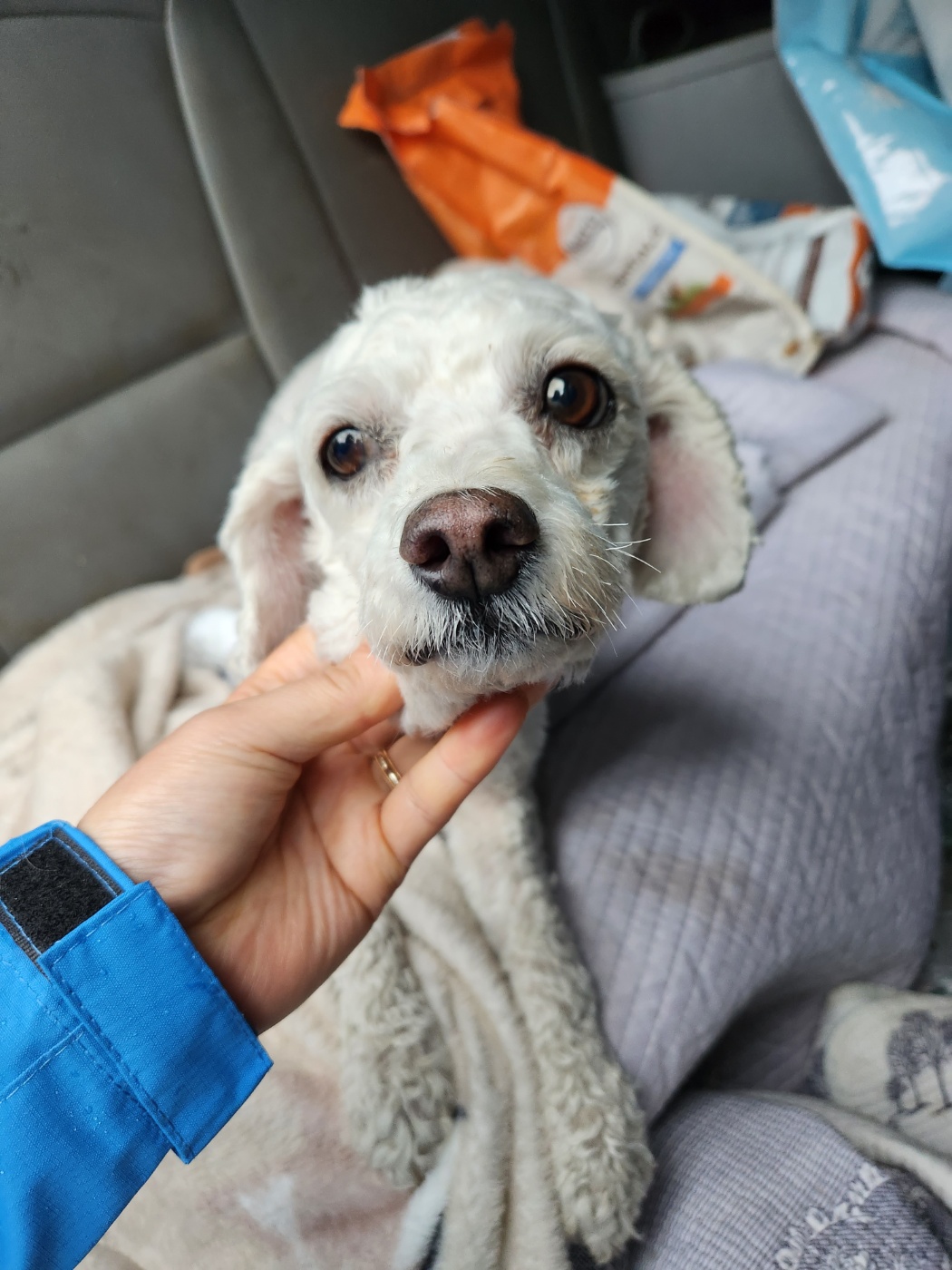 거제시유기동물보호소_448537202300256