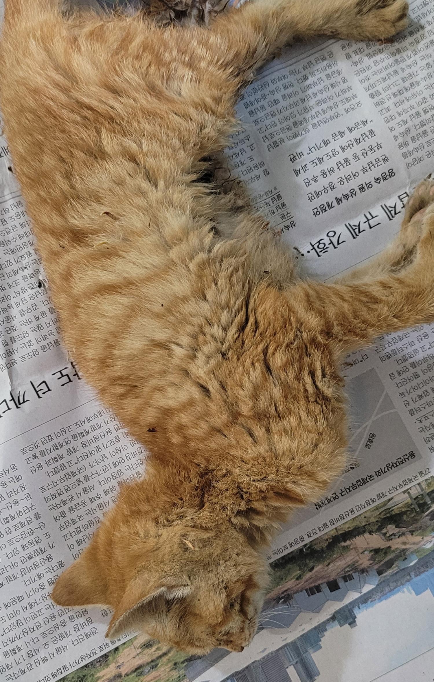 대구유기동물보호협회_427345202300156
