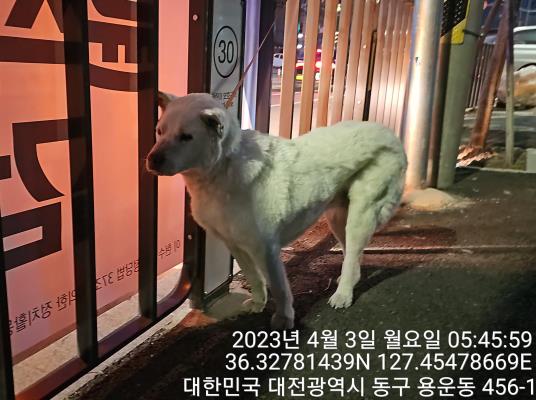 대전동물보호센터_430364202300094