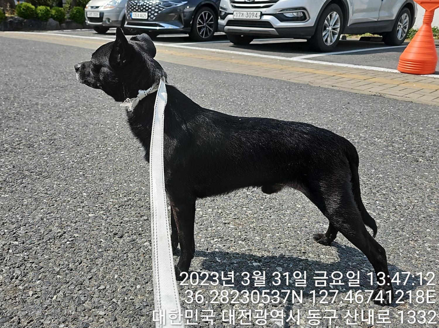 대전동물보호센터_430364202300091