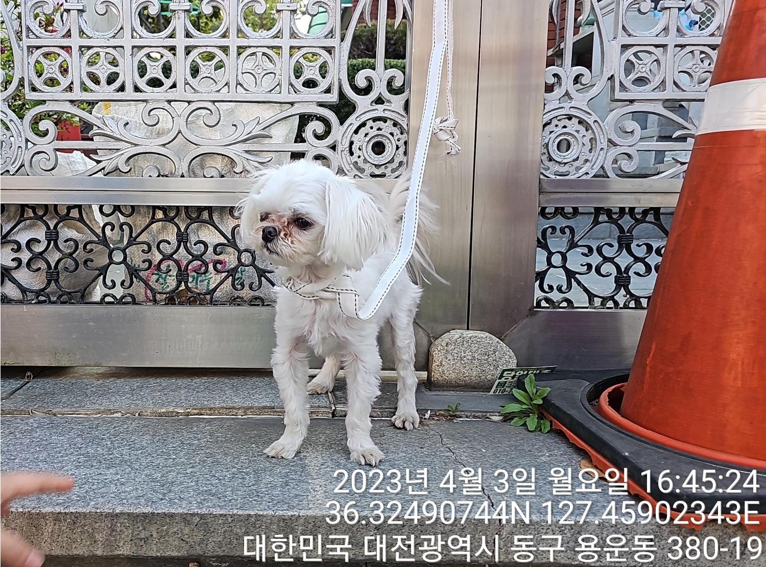 대전동물보호센터_430364202300096