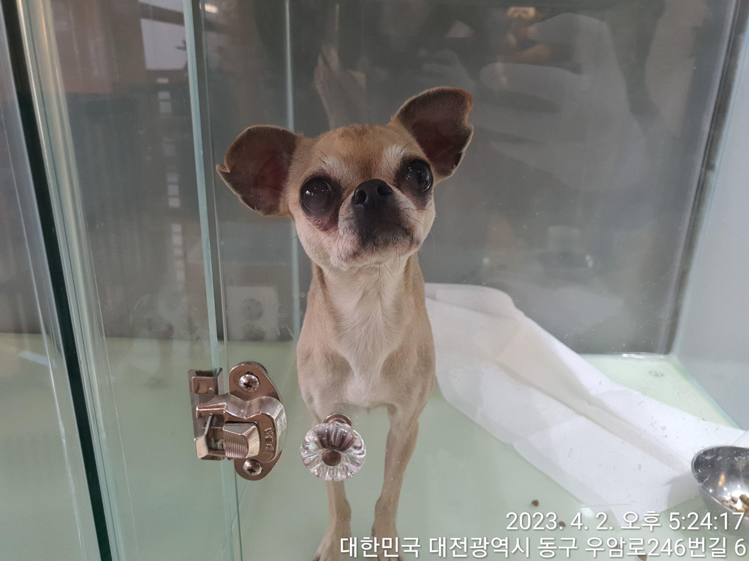 대전동물보호센터_430364202300093
